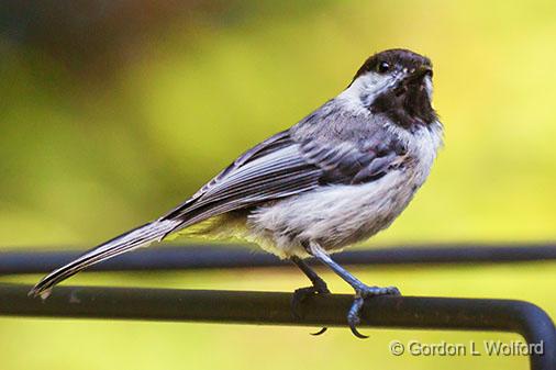 Black-capped Chickadee_27634.jpg - Black-capped Chickadee (Poecile atricapillus) photographed near Lindsay, Ontario, Canada.